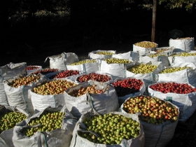 Diversité des pommes