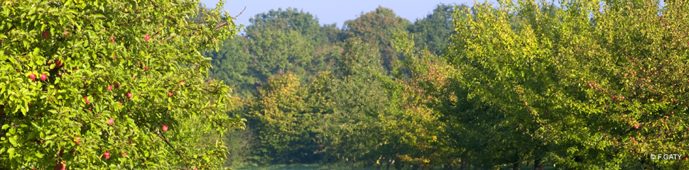 Les cidres des Pays de Haute-Normandie