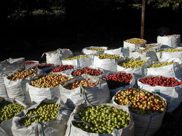 Pommes récoltées par variété